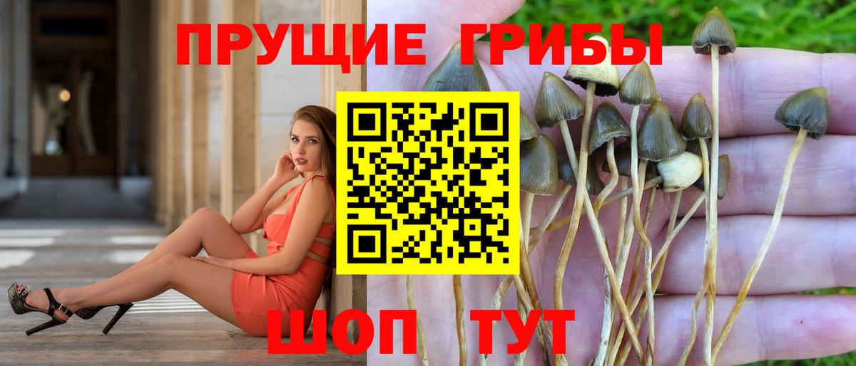 Павловский Посад  закладка  Вход с VPN  Псилоцибиновые грибы ЛСД  Псилоцибиновые грибы MAGIC MUSHROOMS 
